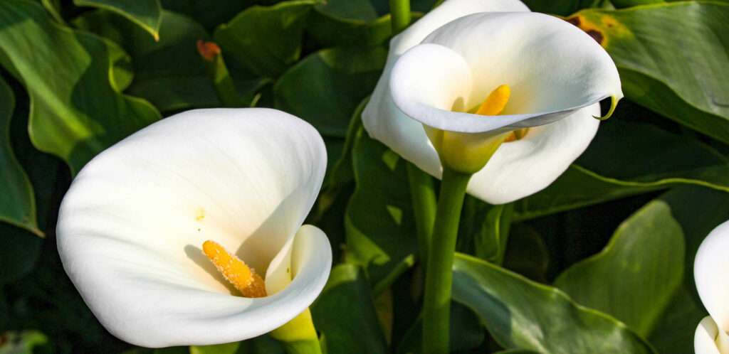arum